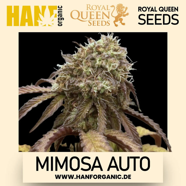 Royal Queen Seeds - Mimosa Auto