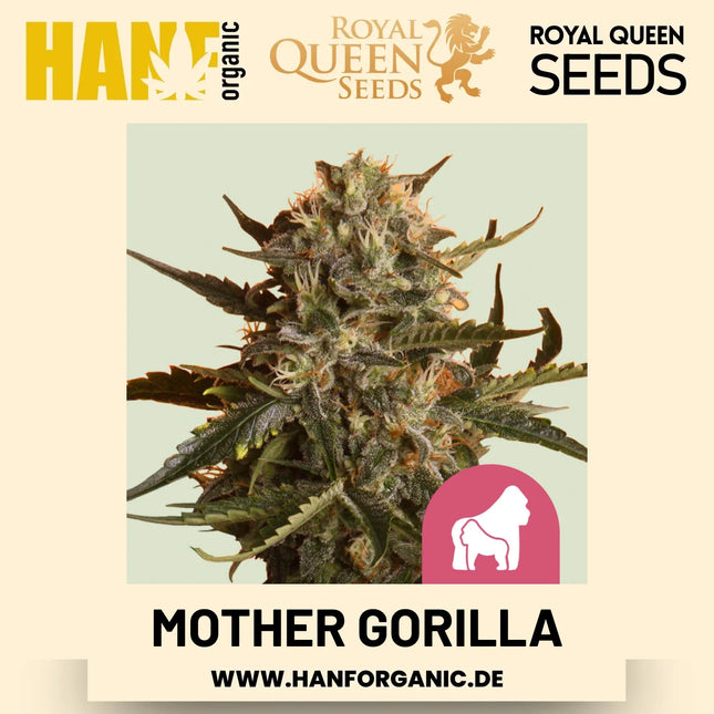 Mother Gorilla feminisiert Hanfsamen von Royal Queen Seeds – 3 Samen