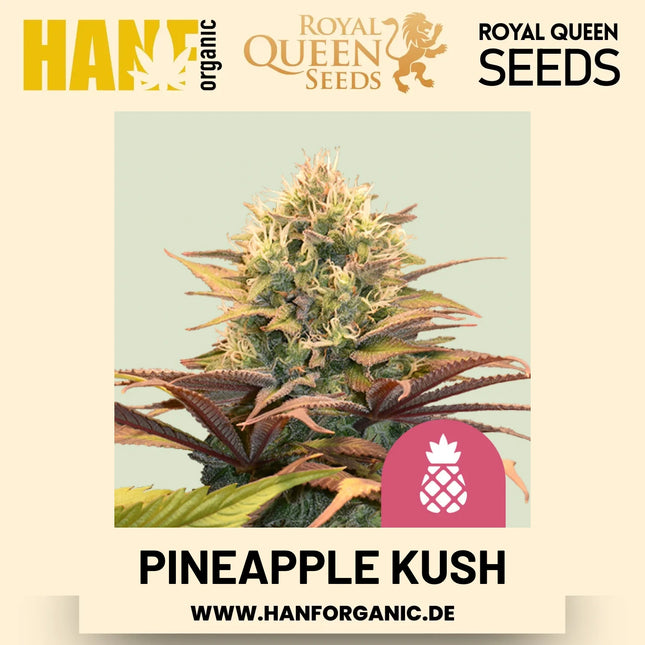 Pineapple Kush feminisiert Hanfsamen von Royal Queen Seeds – 3 Samen