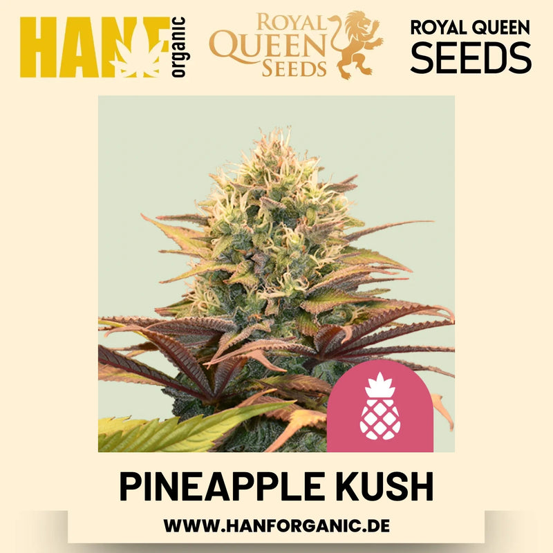 Pineapple Kush feminisiert Hanfsamen von Royal Queen Seeds – 3 Samen