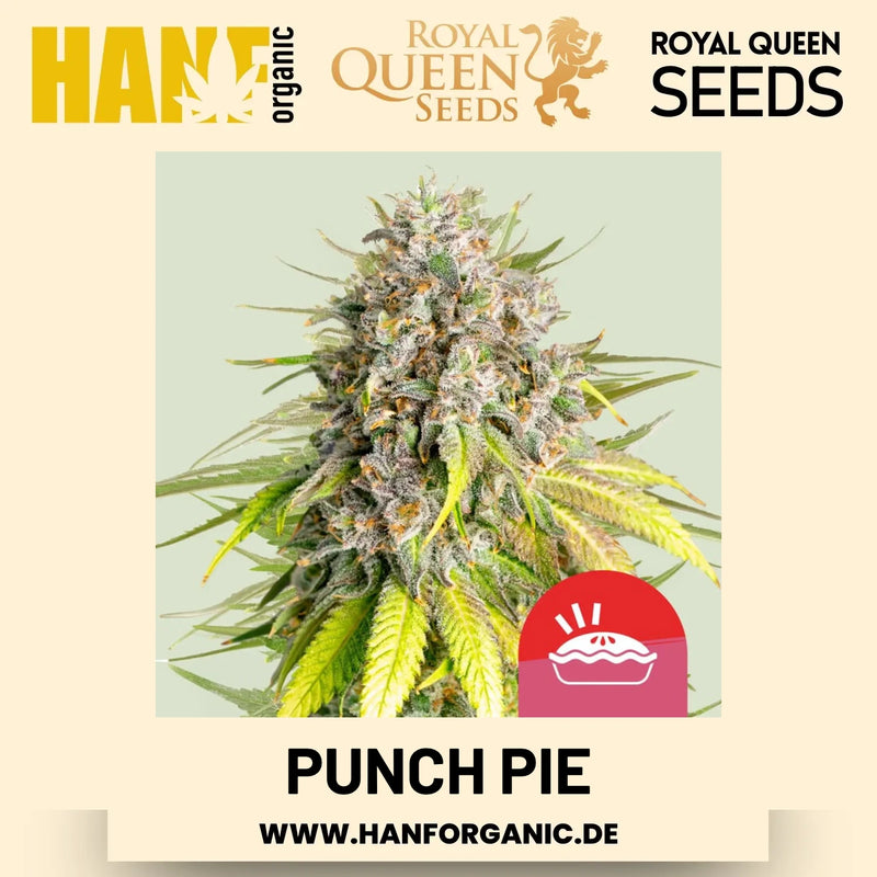 Punch Pie feminisiert Hanfsamen von Royal Queen Seeds – 3 Samen
