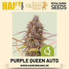 Purple Queen Autoflower Hanfsamen von Royal Queen Seeds – 3 Samen