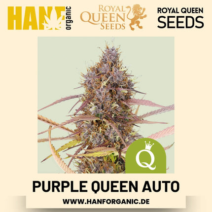 Purple Queen Autoflower Hanfsamen von Royal Queen Seeds – 3 Samen