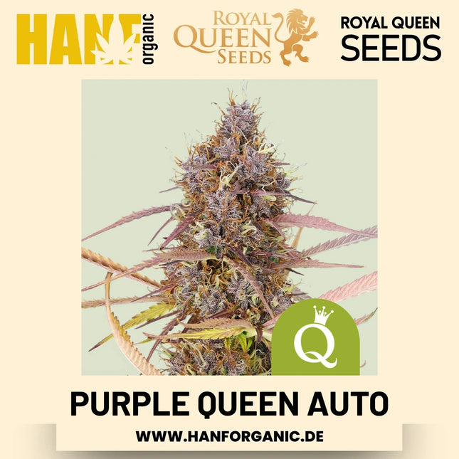 Purple Queen Autoflower Hanfsamen von Royal Queen Seeds – 3 Samen
