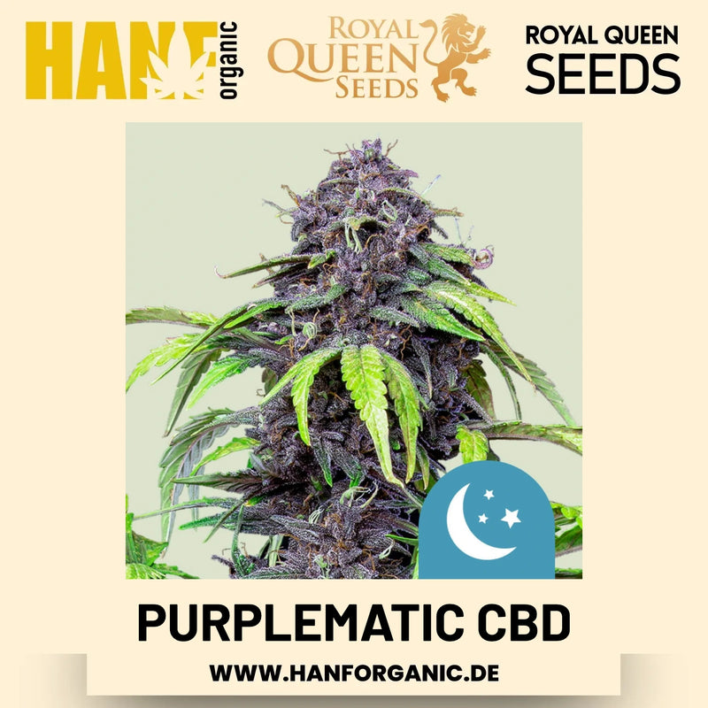 Purplematic CBD CBD-Sorte Hanfsamen von Royal Queen Seeds – 3 Samen
