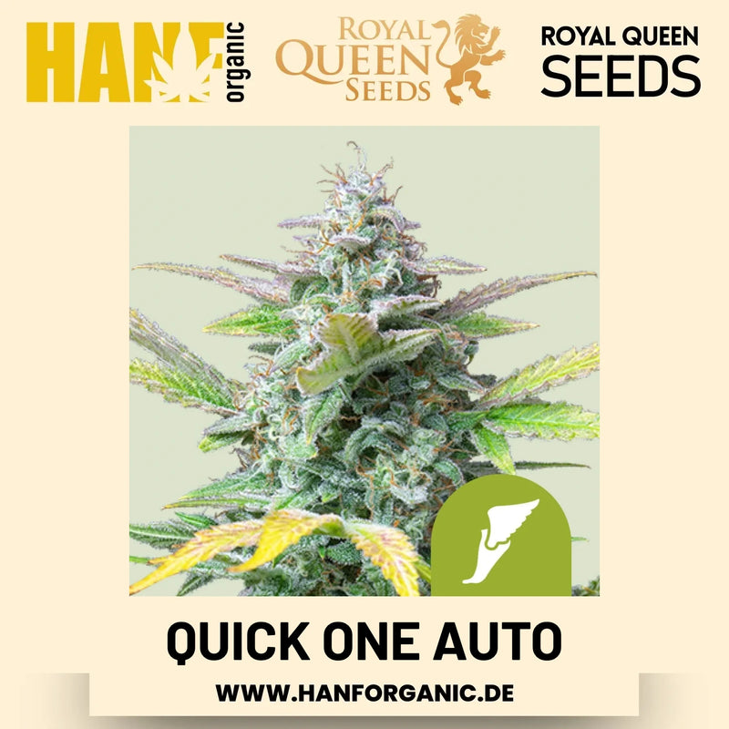 Quick One Autoflower Hanfsamen von Royal Queen Seeds – 3 Samen