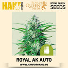 Royal AK Autoflower Hanfsamen von Royal Queen Seeds – 3 Samen