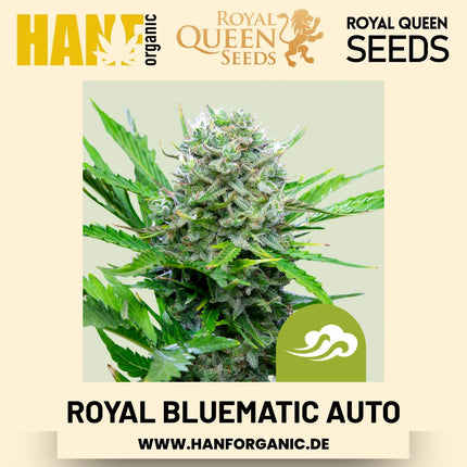 Royal Bluematic Autoflower Hanfsamen von Royal Queen Seeds – 3 Samen