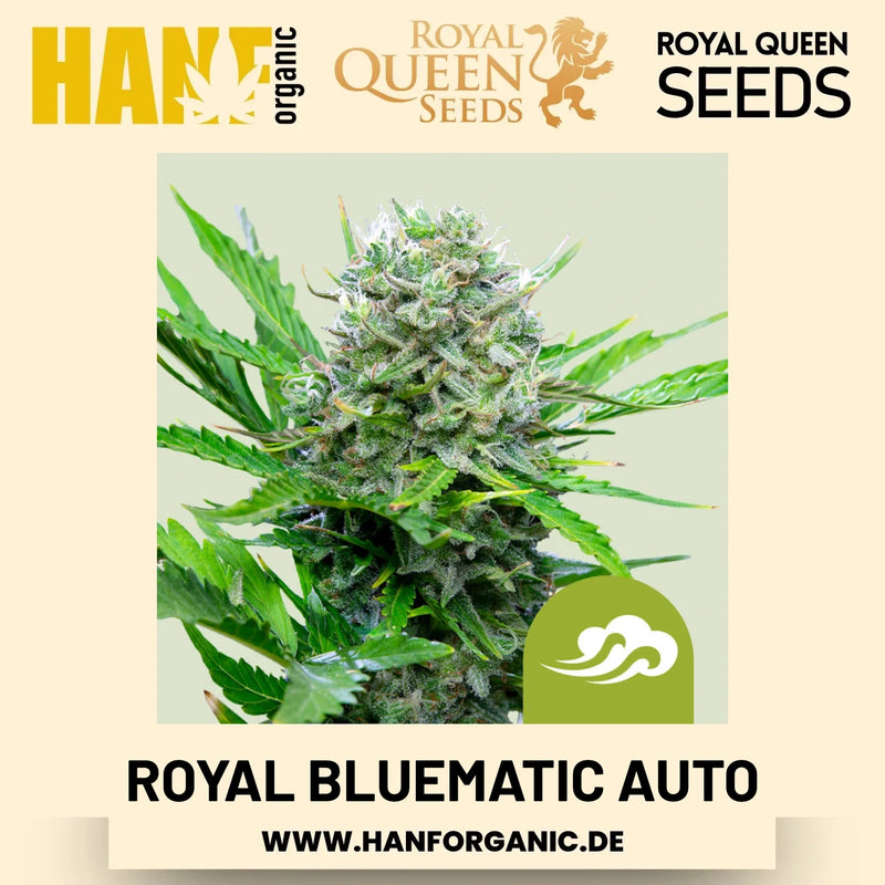 Royal Bluematic Autoflower Hanfsamen von Royal Queen Seeds – 3 Samen