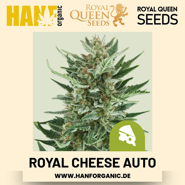 Royal Cheese Autoflower Hanfsamen von Royal Queen Seeds – 3 Samen