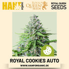 Royal Cookies Autoflower Hanfsamen von Royal Queen Seeds – 3 Samen