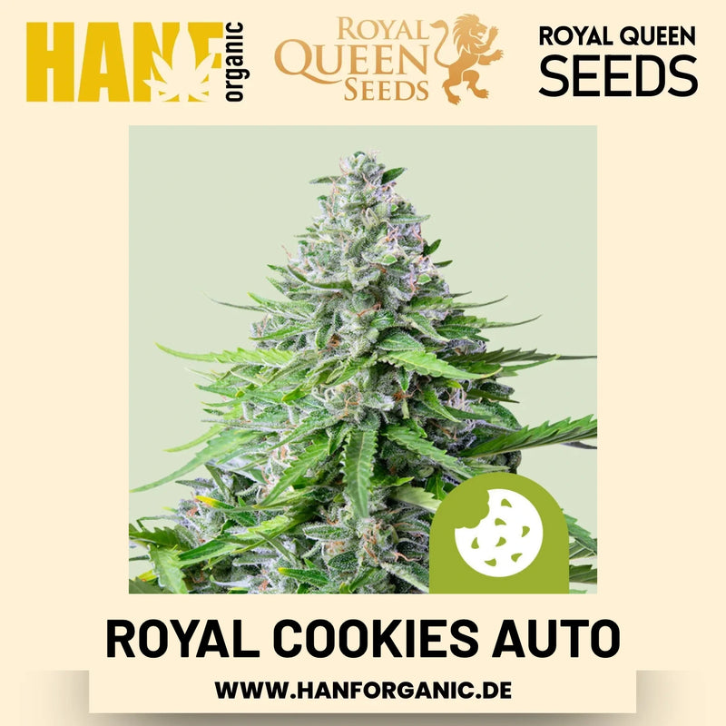 Royal Cookies Autoflower Hanfsamen von Royal Queen Seeds – 3 Samen