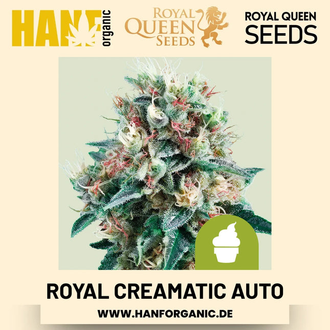 Royal Creamatic Autoflower Hanfsamen von Royal Queen Seeds – 3 Samen
