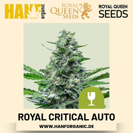 Royal Critical Autoflower Hanfsamen von Royal Queen Seeds – 3 Samen