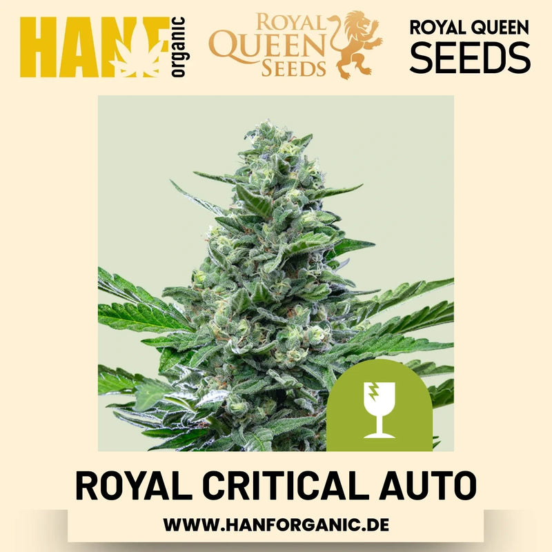 Royal Critical Autoflower Hanfsamen von Royal Queen Seeds – 3 Samen