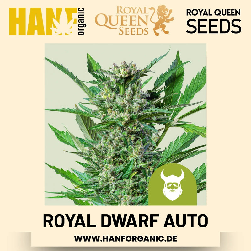 Royal Dwarf Autoflower Hanfsamen von Royal Queen Seeds – 3 Samen