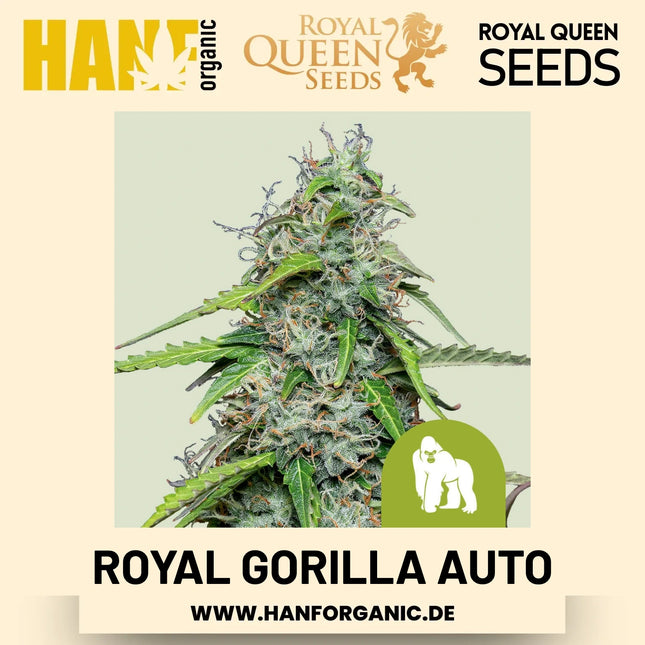 Royal Gorilla Autoflower Hanfsamen von Royal Queen Seeds – 3 Samen