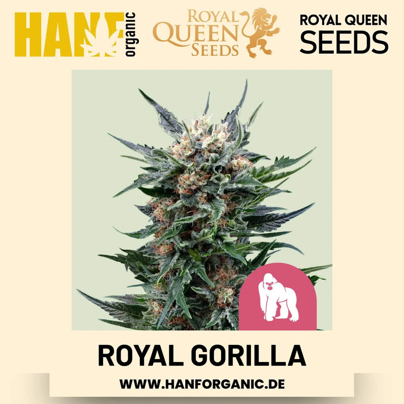 Royal Gorilla feminisiert Hanfsamen von Royal Queen Seeds – 3 Samen
