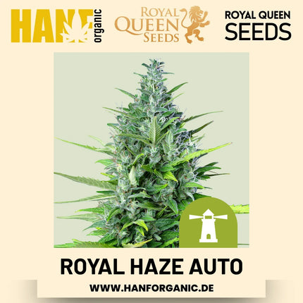 Royal Haze Autoflower Hanfsamen von Royal Queen Seeds – 3 Samen