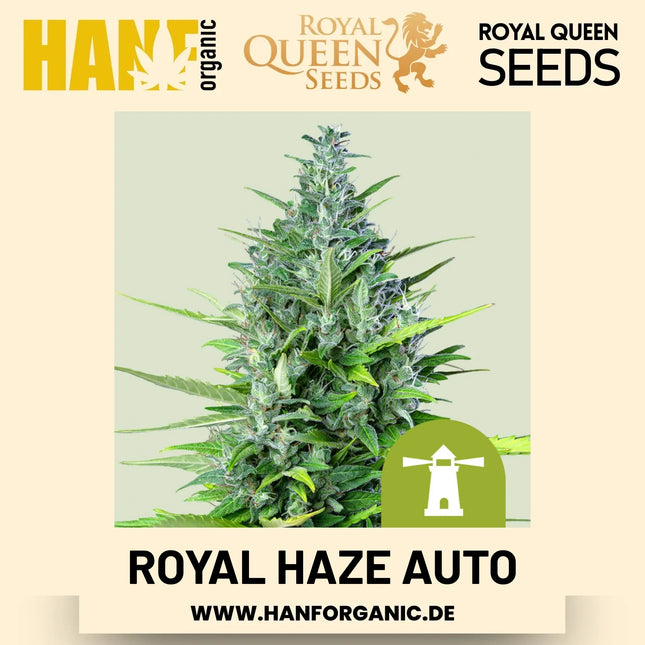 Royal Haze Autoflower Hanfsamen von Royal Queen Seeds – 3 Samen