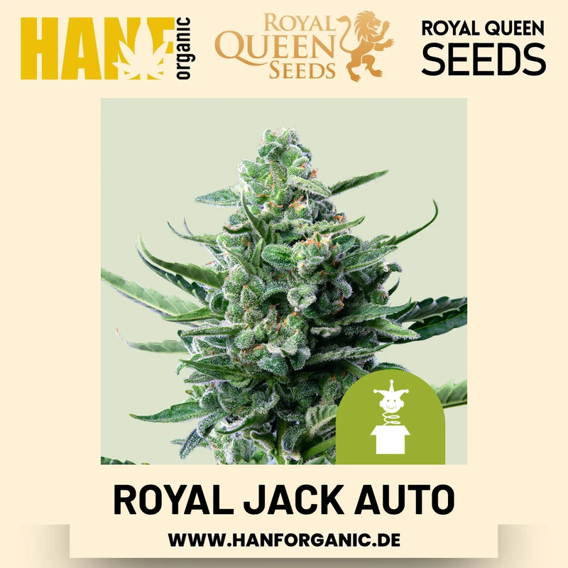 Royal Jack Autoflower Hanfsamen von Royal Queen Seeds – 3 Samen