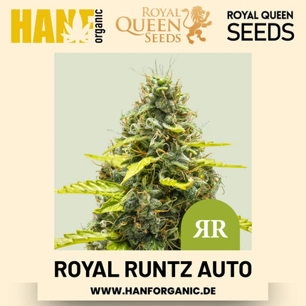 Royal Runtz Autoflower Hanfsamen von Royal Queen Seeds – 3 Samen
