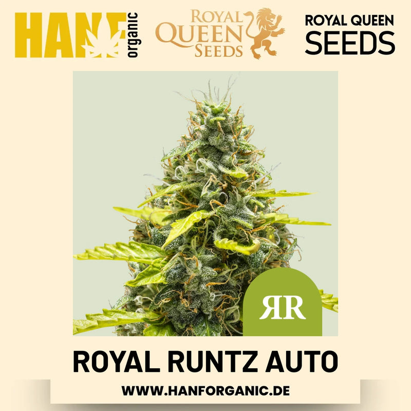 Royal Runtz Autoflower Hanfsamen von Royal Queen Seeds – 3 Samen