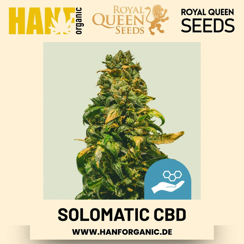 Solomatic CBD CBD-Sorte Hanfsamen von Royal Queen Seeds – 3 Samen