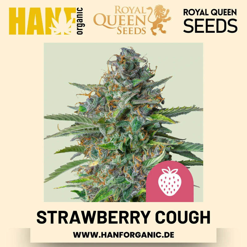 Strawberry Cough feminisiert Hanfsamen von Royal Queen Seeds – 3 Samen