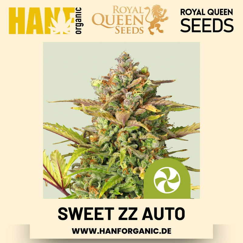Sweet ZZ Autoflower Hanfsamen von Royal Queen Seeds – 3 Samen
