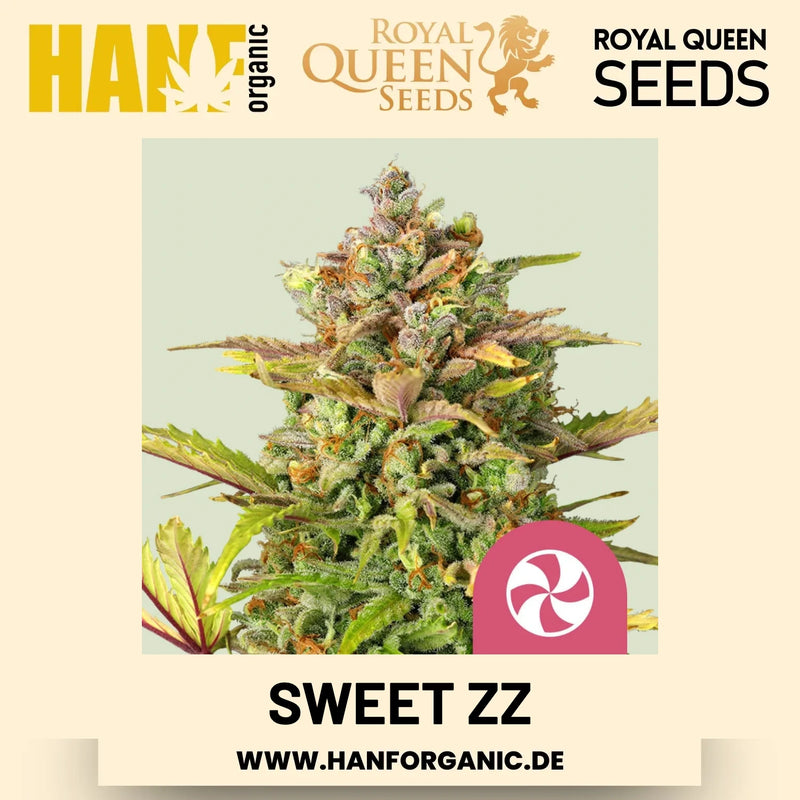 Sweet ZZ feminisiert Hanfsamen von Royal Queen Seeds – 3 Samen