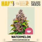 Watermelon feminisiert Hanfsamen von Royal Queen Seeds – 3 Samen