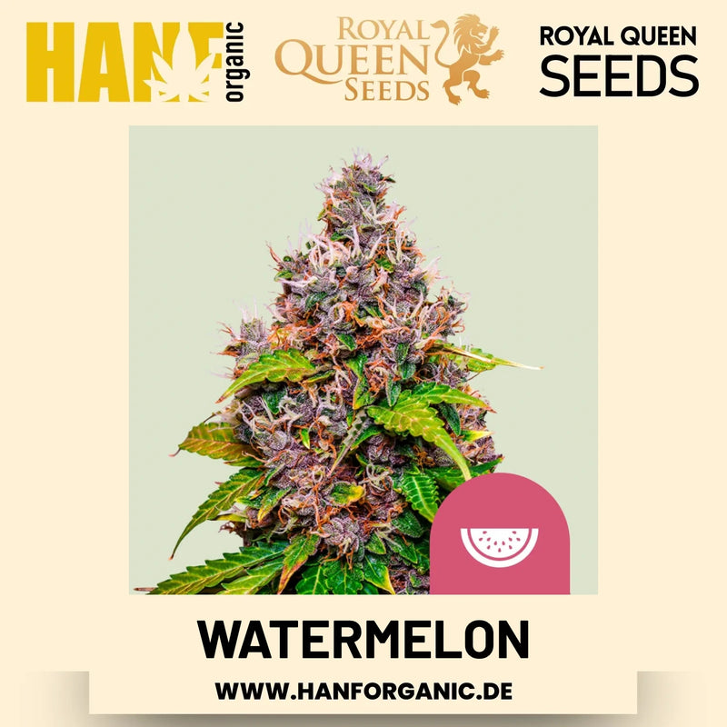 Watermelon feminisiert Hanfsamen von Royal Queen Seeds – 3 Samen