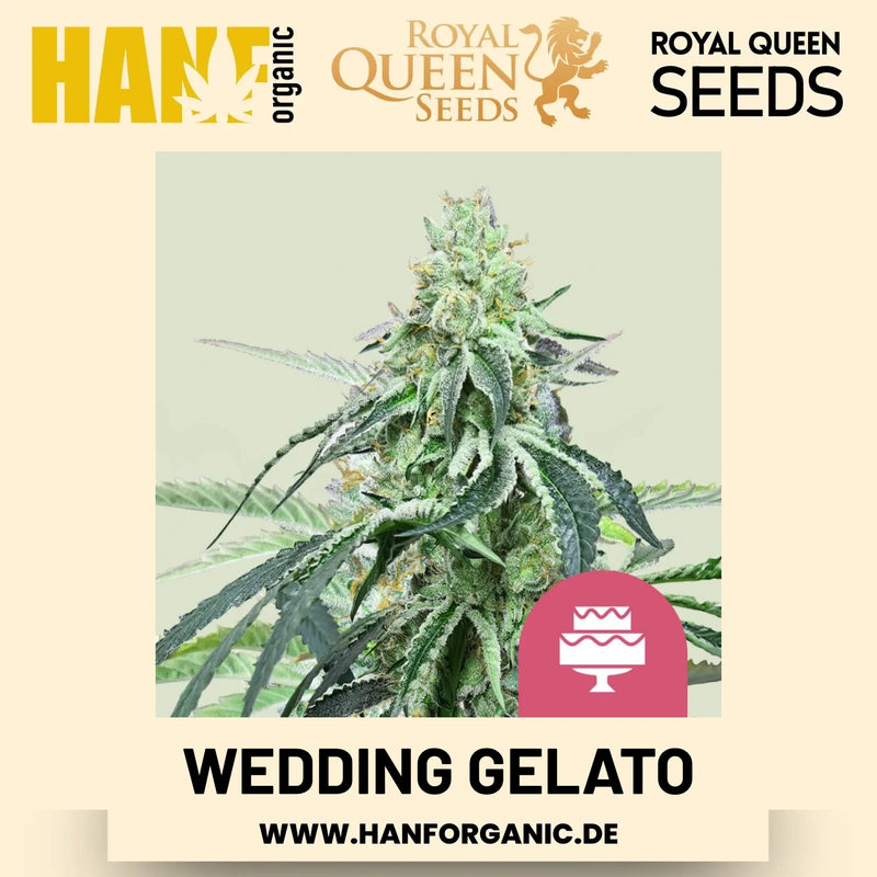 Wedding Gelato feminisiert Hanfsamen von Royal Queen Seeds – 3 Samen