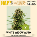 White Widow Autoflower Hanfsamen von Royal Queen Seeds – 3 Samen