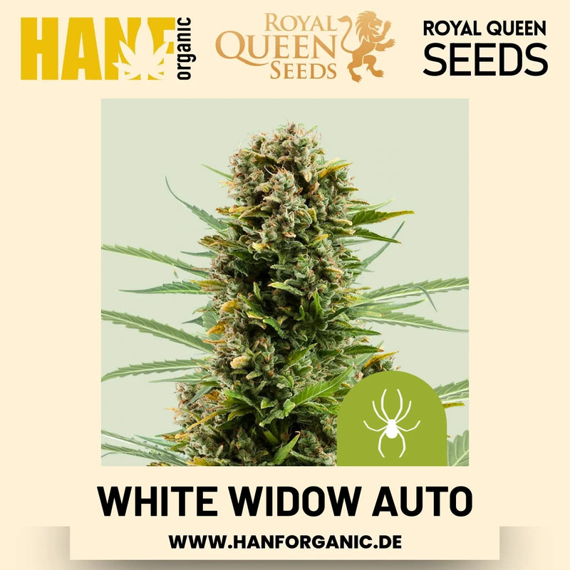 White Widow Autoflower Hanfsamen von Royal Queen Seeds – 3 Samen