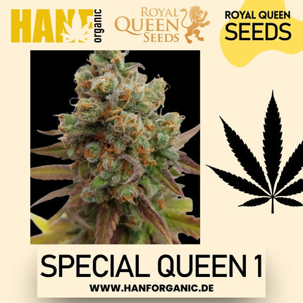 Special Queen 1 feminisierte Hanfsamen von Royal Queen Seeds – Produktbild 2