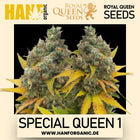 Special Queen 1 feminisierte Hanfsamen von Royal Queen Seeds