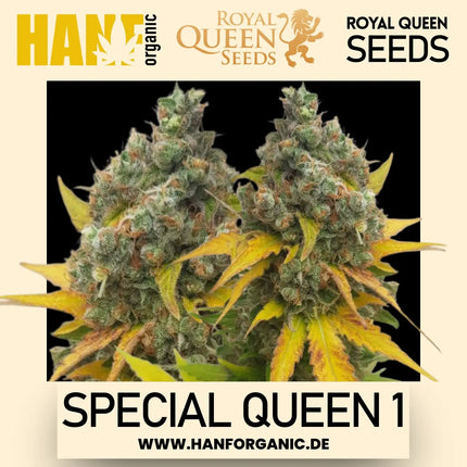 Special Queen 1 feminisierte Hanfsamen von Royal Queen Seeds