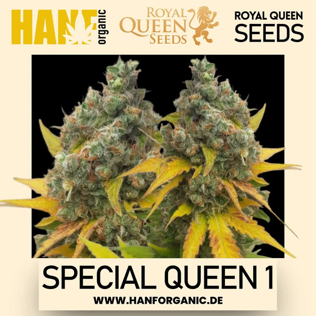 Royal Queen Seeds / FEM / Special Queen 1