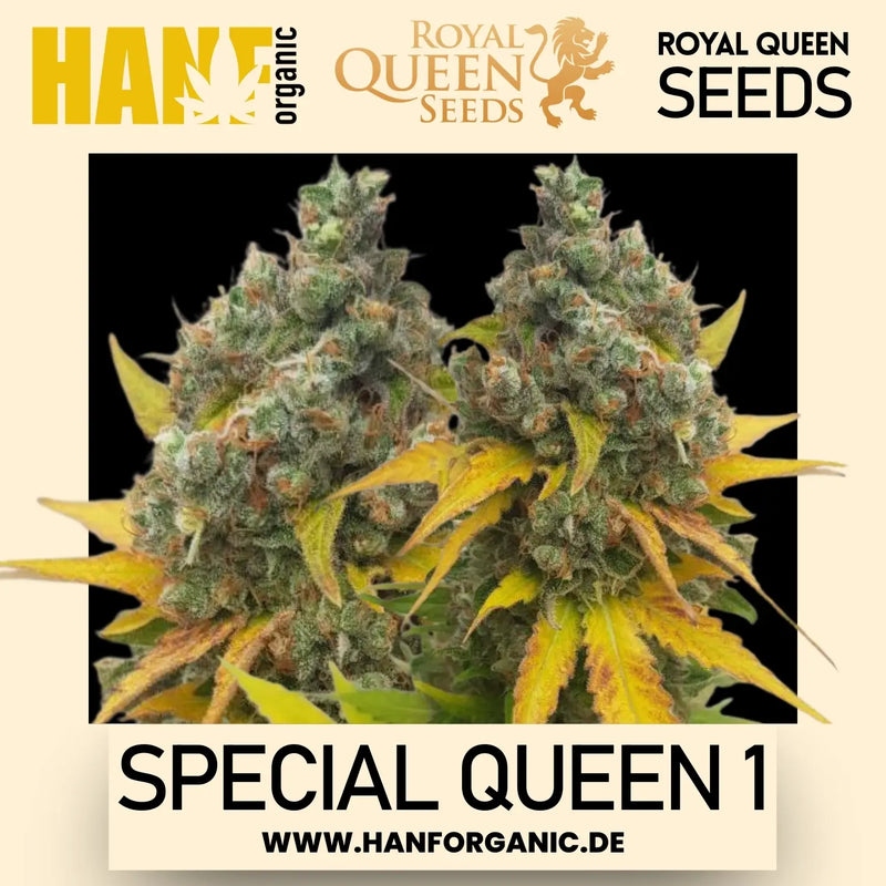 Special Queen 1 feminisierte Hanfsamen von Royal Queen Seeds