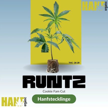 Runtz – Cookie Fam Cut Hanfstecklinge im Steinwollwürfel von Hanf Organic
