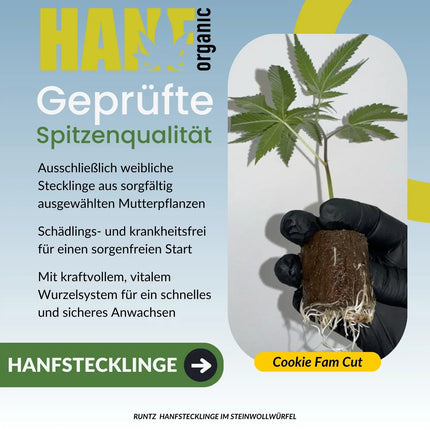 Runtz – Cookie Fam Cut Hanfstecklinge im Steinwollwürfel von Hanf Organic