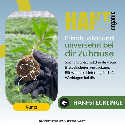 Runtz – Cookie Fam Cut Hanfstecklinge im Steinwollwürfel von Hanf Organic
