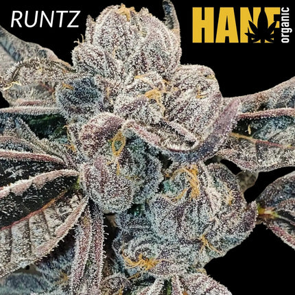 Runtz – Cookie Fam Cut Hanfstecklinge im Steinwollwürfel von Hanf Organic