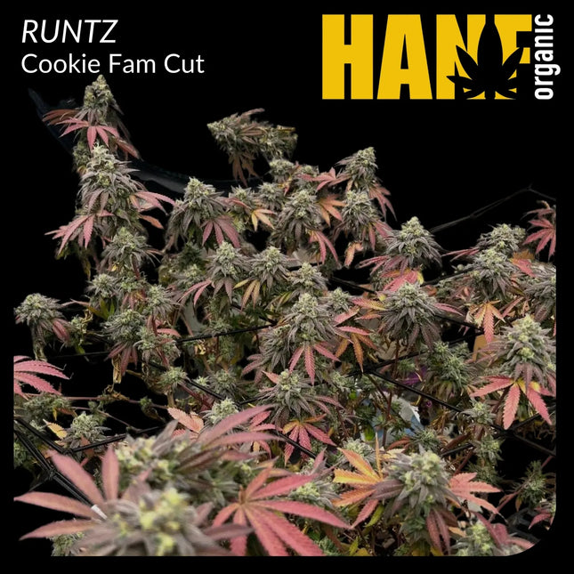Runtz Hanfsteckling – Hanf Organic