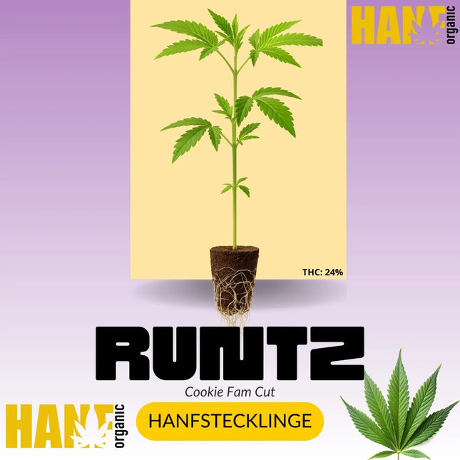 Runtz Hanfsteckling – Hanf Organic