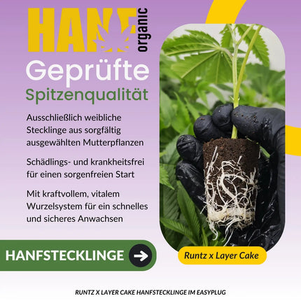 Runtz x Layer Cake Hanfstecklinge