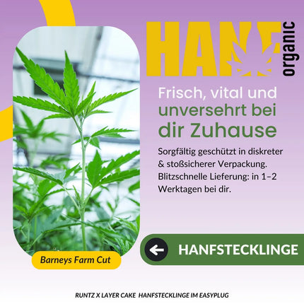 Runtz x Layer Cake Hanfstecklinge