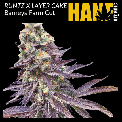 Runtz x Layer Cake Hanfstecklinge